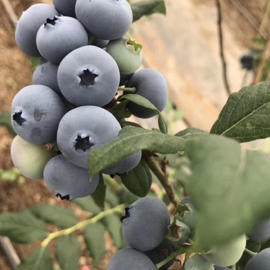 丹东蓝丰蓝莓 15mm以上 鲜果