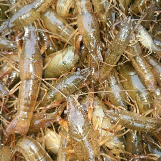 潜江市龙虾苗