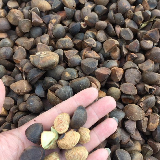 防城港茶枯 茶籽
