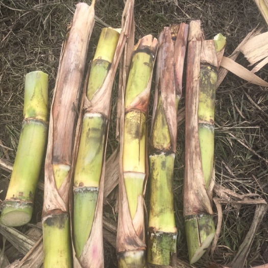 青皮白玉甘蔗苗  广西甘蔗：水多：清甜