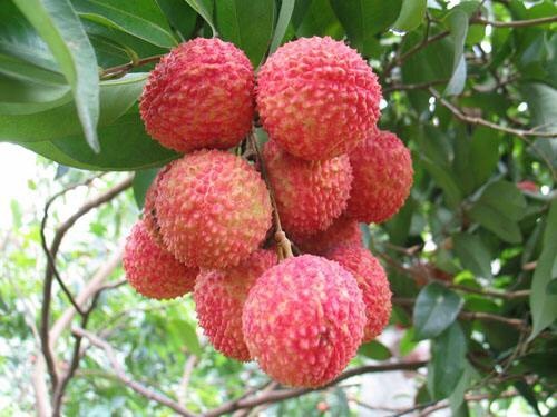 灵山县无核荔枝苗