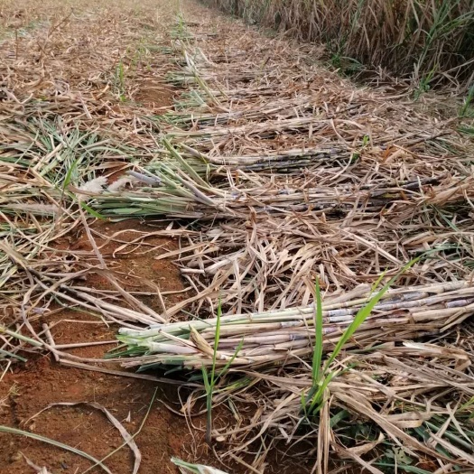 桂糖42号 1 - 1.5m 2 - 3cm