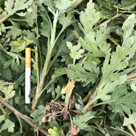 临泉县金丝皇菊苗