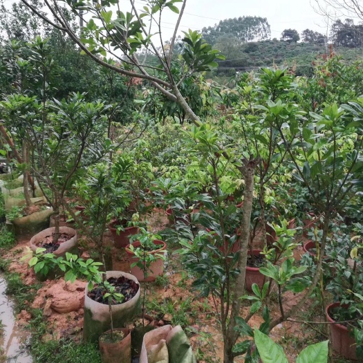 灵山县东魁杨梅树苗