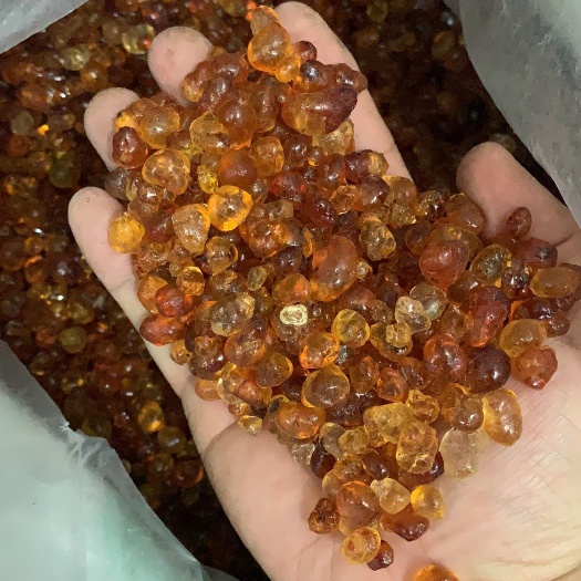 苍南县食用桃胶 24个月以上