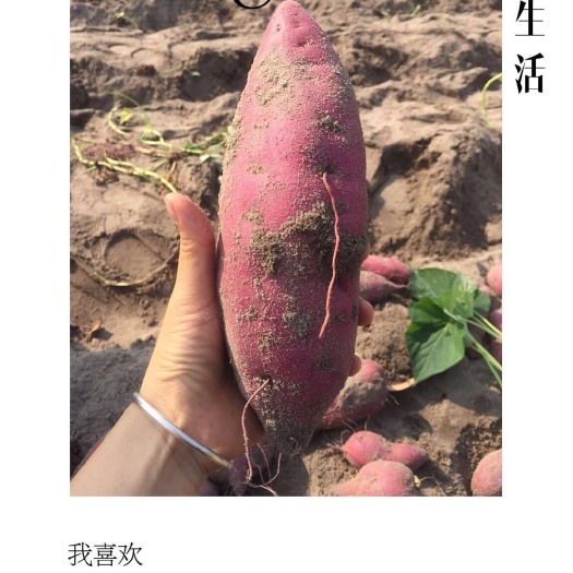 澄迈县桥头地瓜 混装通货 红皮
