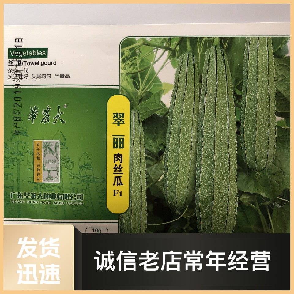 丝瓜种子  广东华南农大杂交一代翠丽 泰国壹号厚肉花点丝瓜
