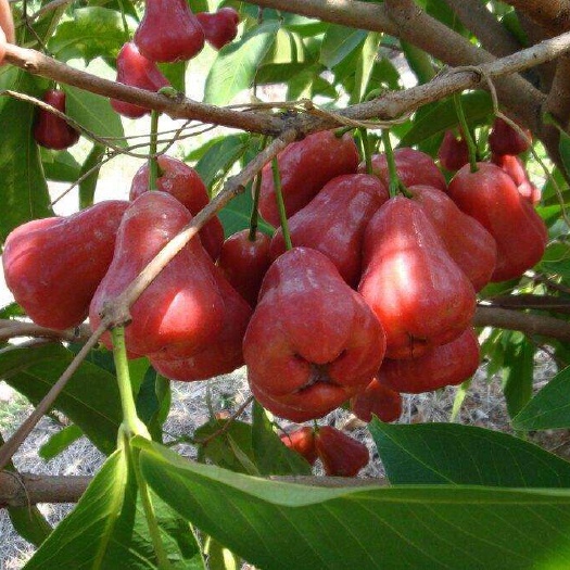 灵山县 黑糖芭比莲雾苗大叶红莲雾黑金刚莲雾抗寒品种矮化莲雾苗当年结果