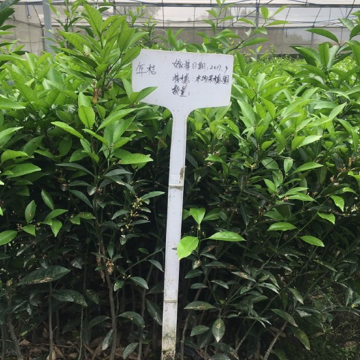 佛冈县年桔苗 0.35~0.5米