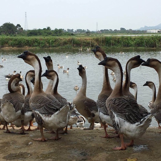 阳江大白沙鹅苗