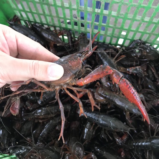 潜江市潜江小龙虾 7-9钱 人工养殖