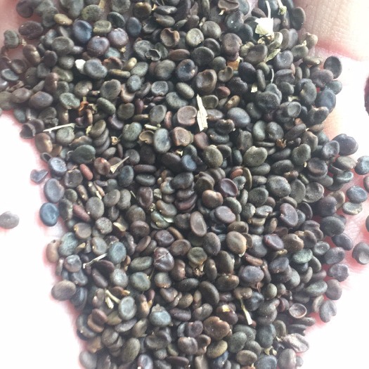 陇西县黄芪种子