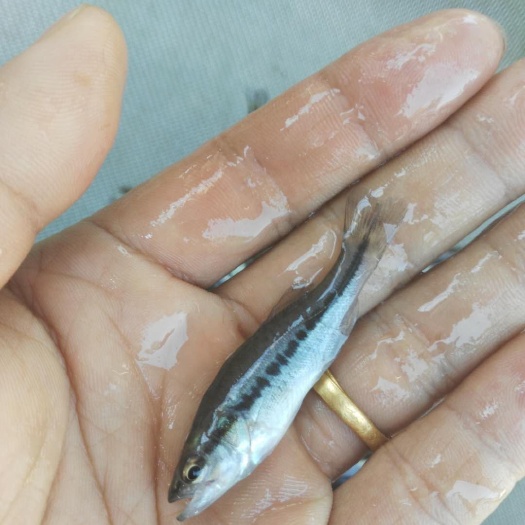 中山市 大量现货批发淡水鲈鱼苗