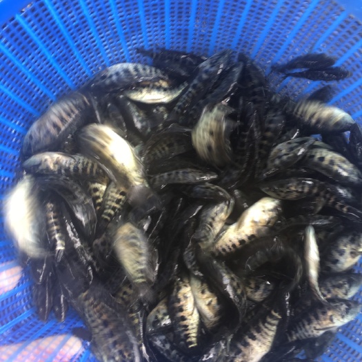 中山市 大量批发淡水石斑鱼苗规格好