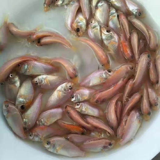 广州红罗非鱼