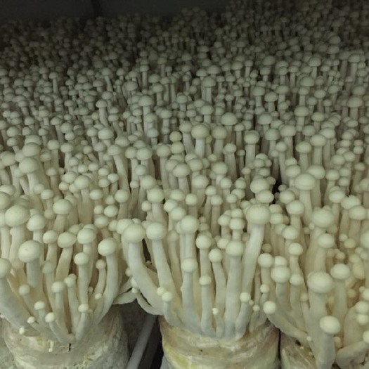 东莞市海鲜菇 秀珍菇、姬菇、一年四季、都不缺货。