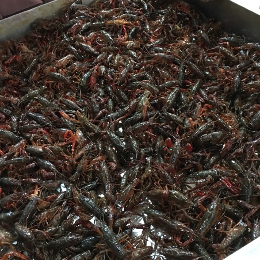 潜江市清水小龙虾 6以上不封顶大青