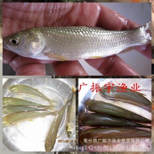 博罗县草鱼苗 统货