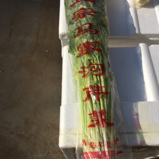 平度市马家沟芹菜 40~45cm 0.5斤以下 大棚种植