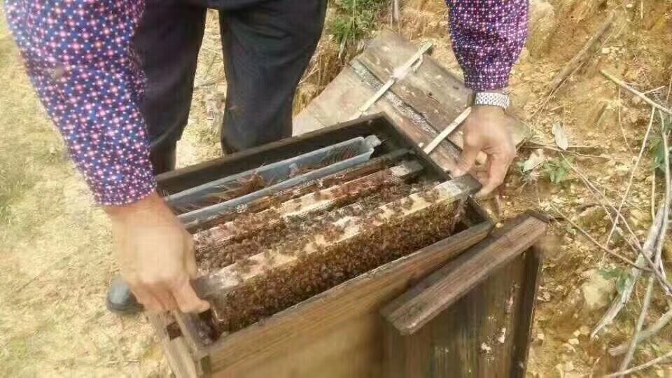 野生蜂蜜 塑料瓶装 2年以上 