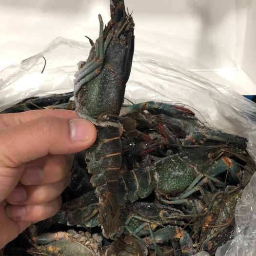 清水小龙虾 4-6钱 人工养殖