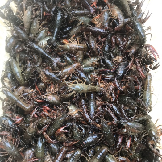 全椒县小龙虾苗