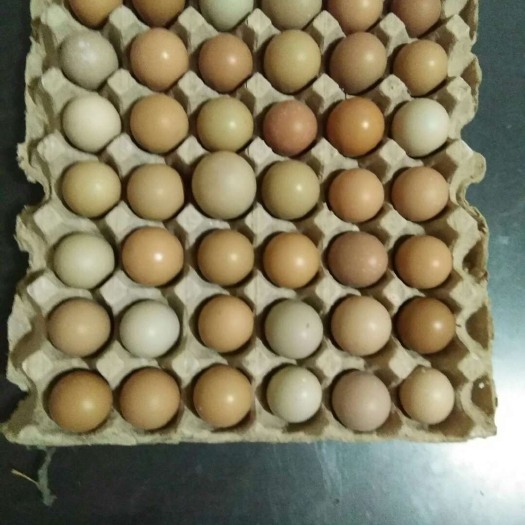 济南山地鸡鸡蛋 食用 箱装