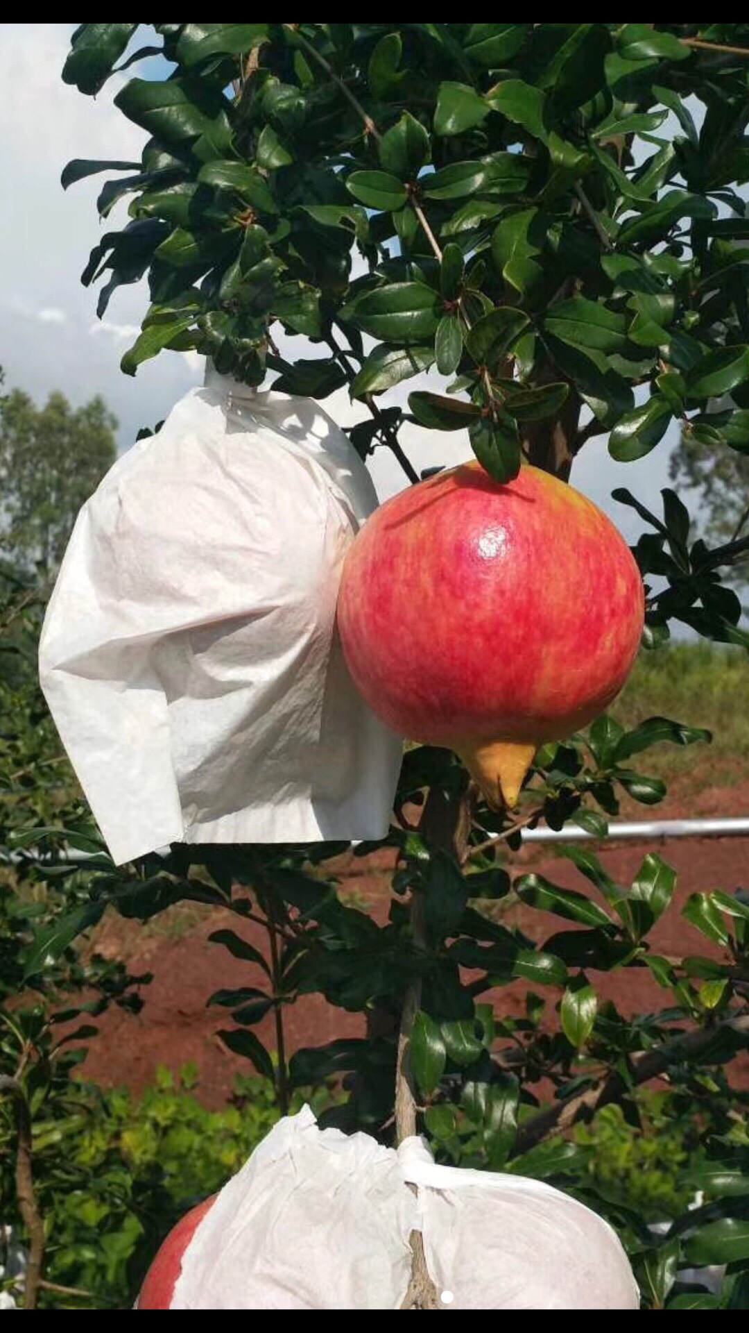 荷兰黑皮黑籽石榴图片