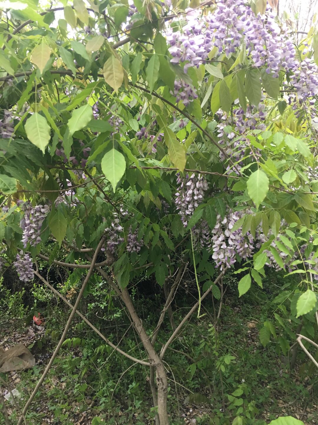 紫藤花苗樹苗爬藤植物紫藤蘿四季開花別墅庭院紫藤花攀牆花卉盆栽