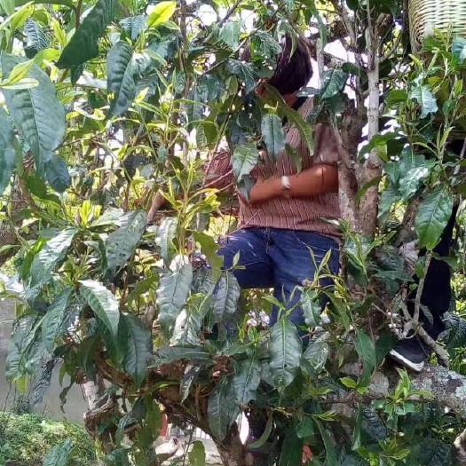 凤庆县普洱饼茶 一级 礼盒装