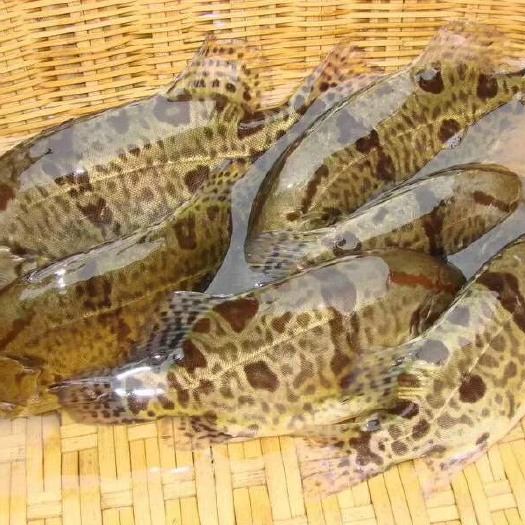翘嘴鳜 人工养殖