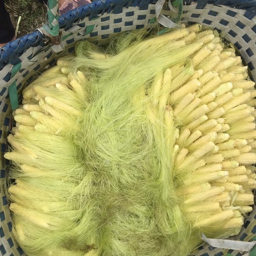 东莞市玉米笋 去壳 甜