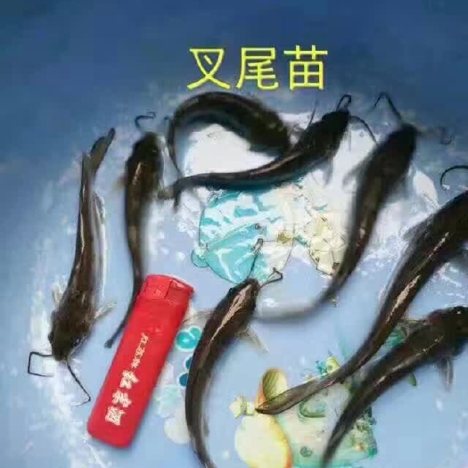 广州斑点叉尾鮰苗 统货