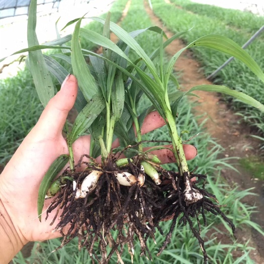 凤县紫花白芨苗
