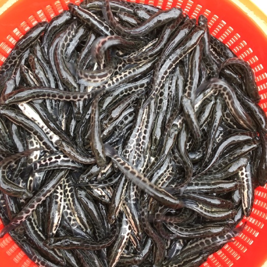 中山市黑鱼苗 杂交，大量批发