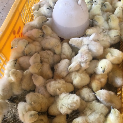 南宁竹丝鸡苗 统货