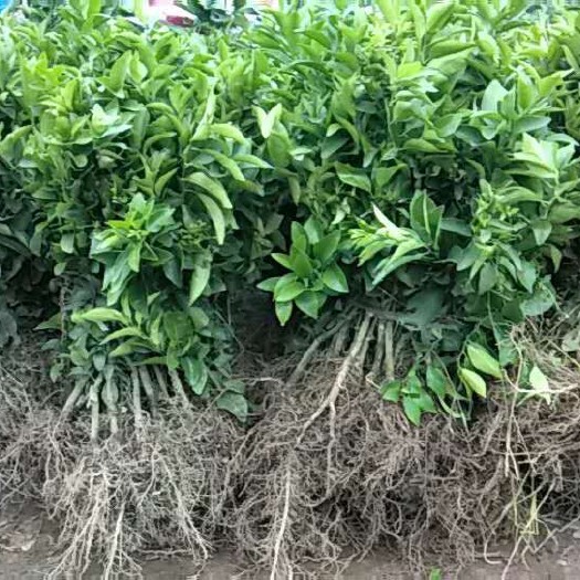 容县沃柑苗 嫁接苗 0.35~0.5米