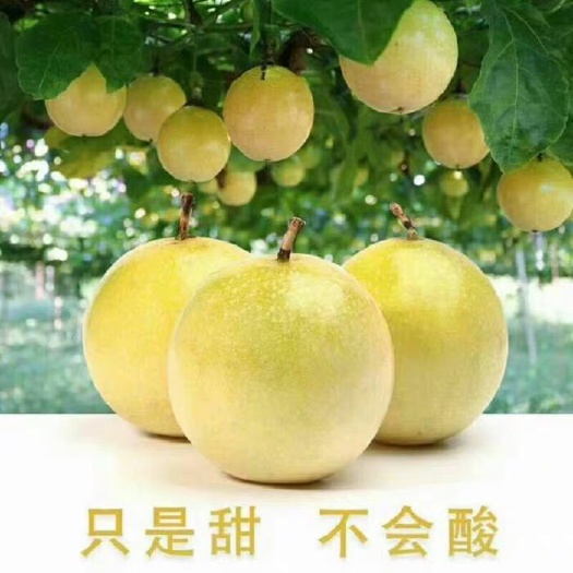 文昌市黄金百香果 60 - 70克