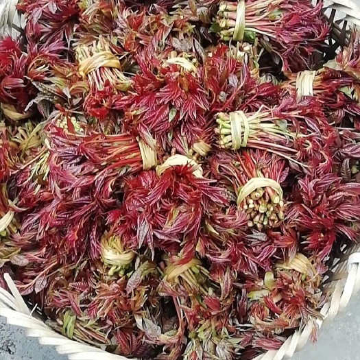 大竹县红香椿芽 12cm以上