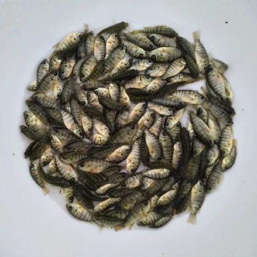 博罗县罗非鱼苗 统货