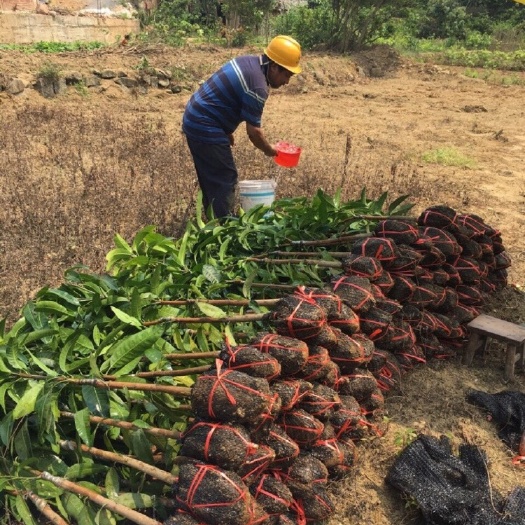 灵山县 贵妃 台农 金煌 象牙四季嫁接芒果苗