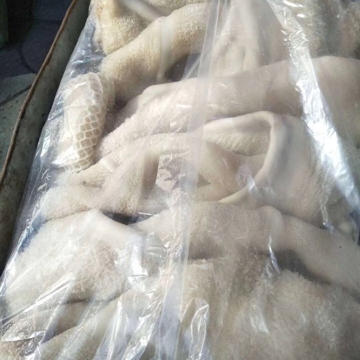 阳信县牛肚 熟，厂家直销，质量好，价格低，常年有货