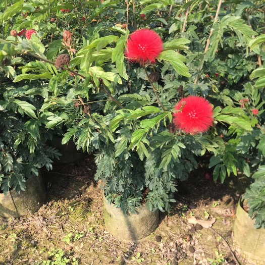 红合欢 红绒球袋苗1米高 花期长生长快 自家苗圃大量现货供应