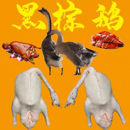 佛山乌鬃鹅   草鹅棚鹅现卖现杀烧鹅肉鹅冻鹅