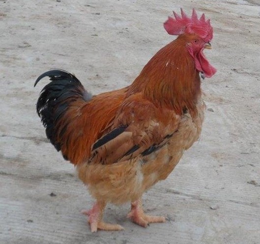 南宁 快大型肉鸡苗