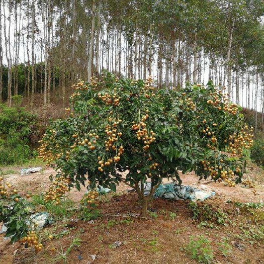 灵山县黑黄皮果苗 正宗嫁接黑黄皮带本土发货包活大小规格齐全