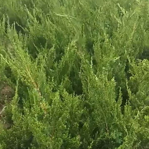 小龙柏 百亩基地，质量有保证。优质绿化苗。