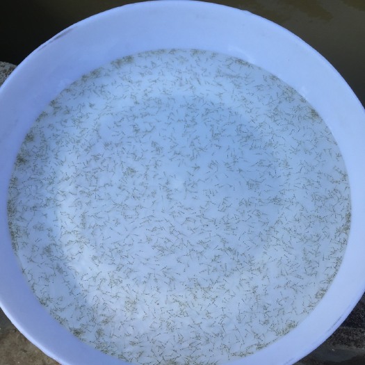 佛山鲮鱼水花 大量麦鲮水花批发，广东麦鲮水花