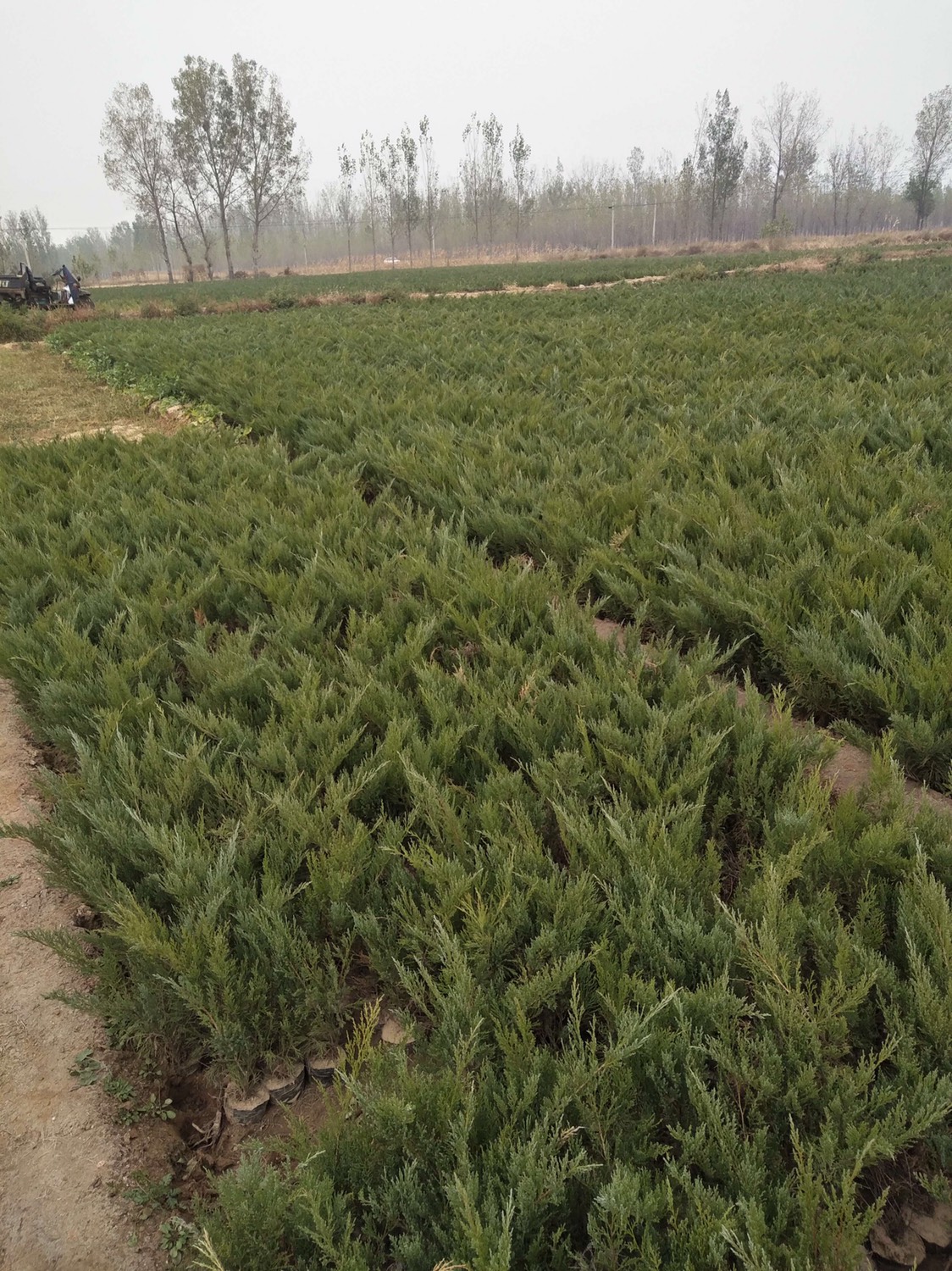 沙地柏属于什么植物(沙地柏属于什么植物类群)