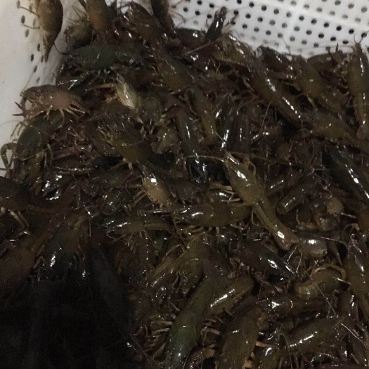 洪湖市小龙虾苗 成活率高，品质佳，价格低
